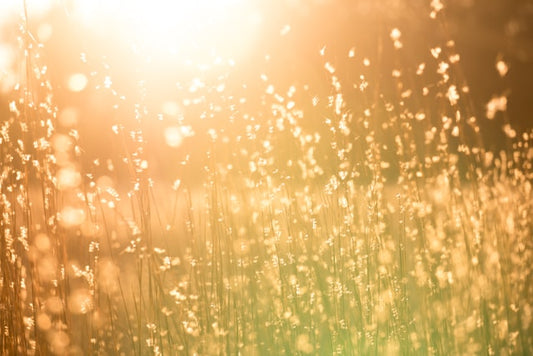 Summer Solstice: Renewal, Detox, and Energetic Alignment