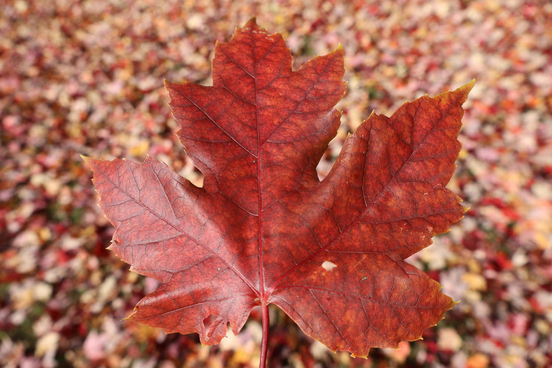 Fall Equinox: Supporting Balance Through TCM and Seasonal Wellness