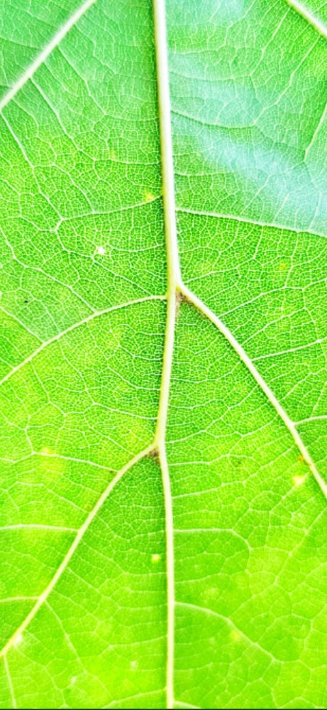 NATURE'S QUIET ALCHEMY : THE BOTANICAL SYNERGY OF CBD &CBG
