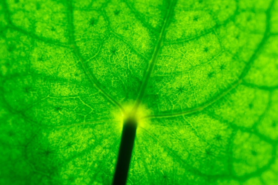 NATURE'S QUIET ALCHEMY : THE BOTANICAL SYNERGY OF CBD &CBG