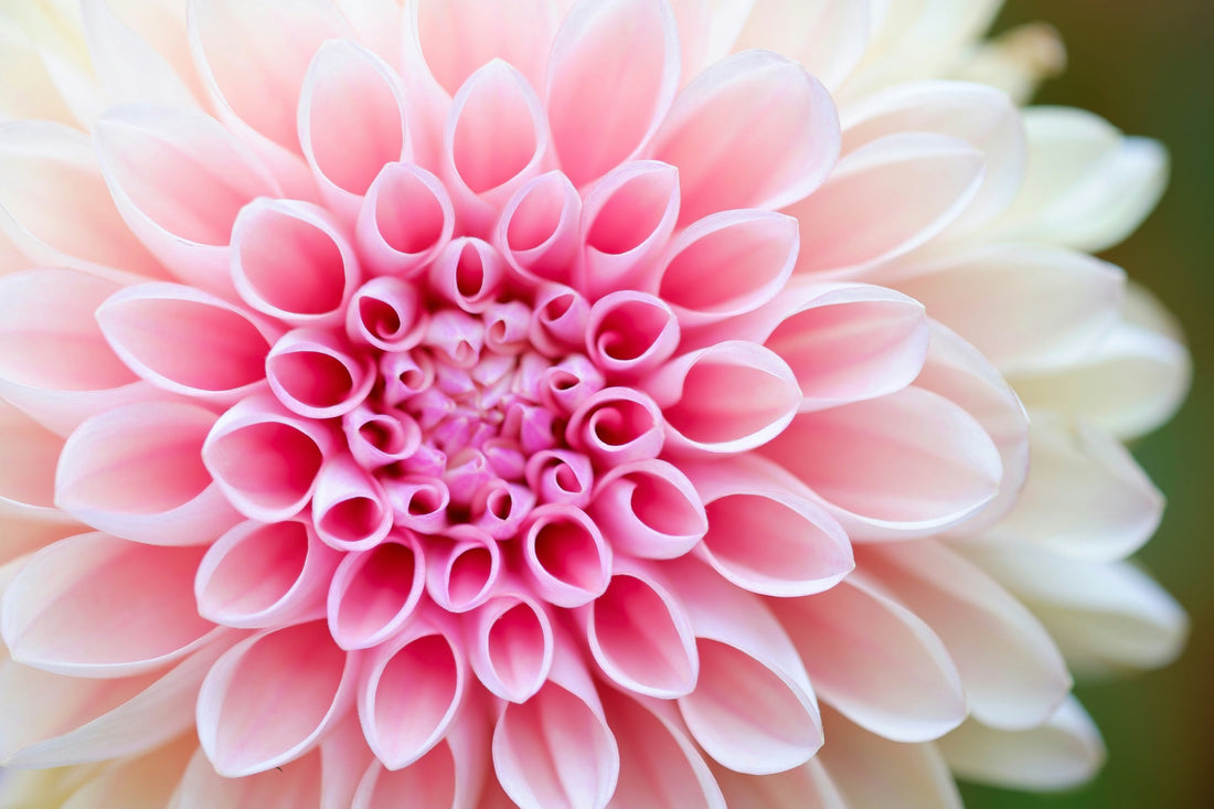 SPRING EQUINOX DETOX RITUALS: A TIME TO RENEW BODY AND SPIRIT