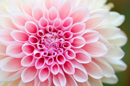 SPRING EQUINOX DETOX RITUALS: A TIME TO RENEW BODY AND SPIRIT